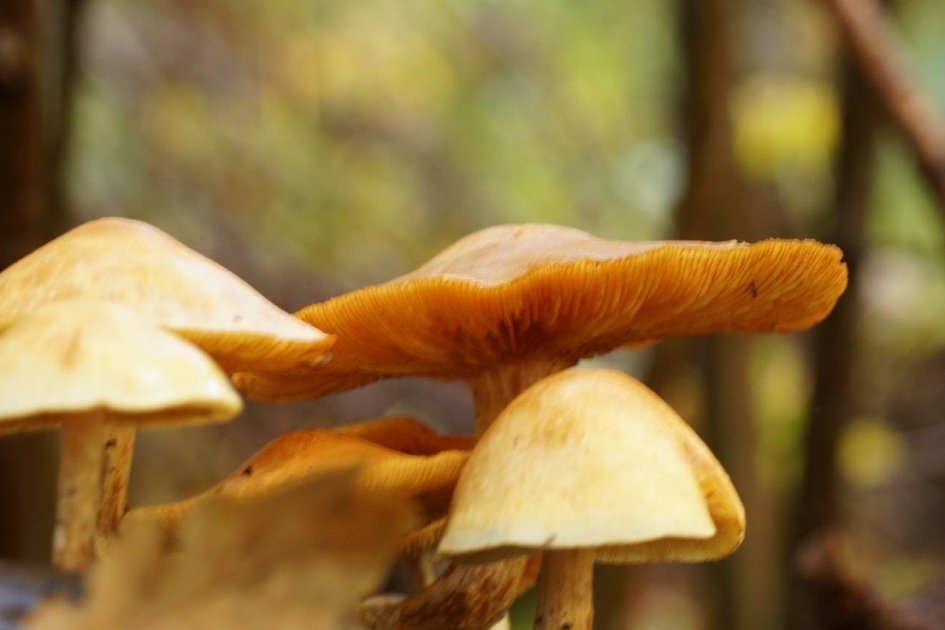 Pado 2 - Schimmels - 