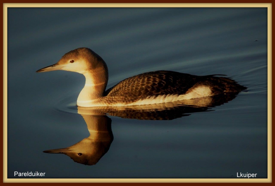 Parelduiker - Vogels - Parelduiker