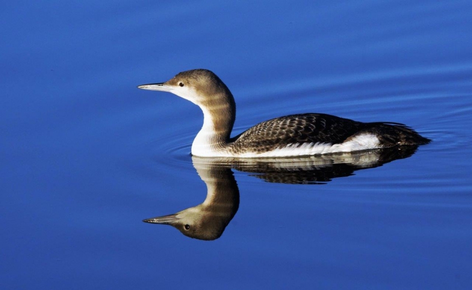 Parelduiker - Vogels - Parelduiker