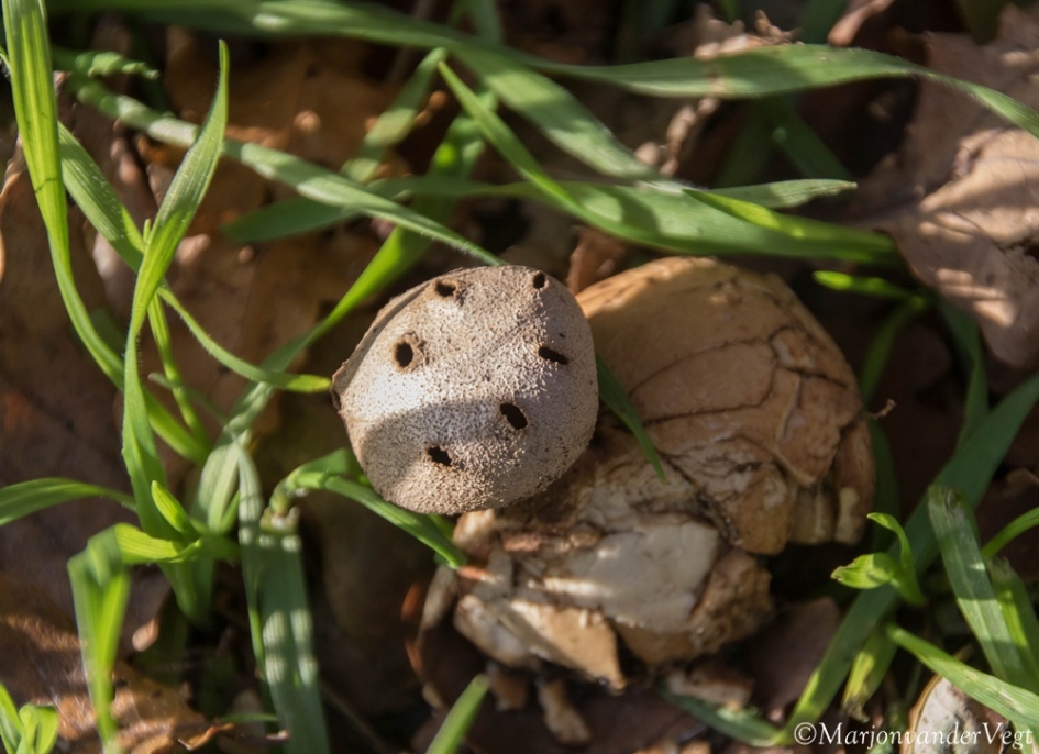 Peperbus - Schimmels - Peperbus
