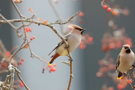 Pestvogel-Bombycilla garrulus