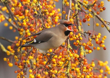 Pestvogel in Nijverdal