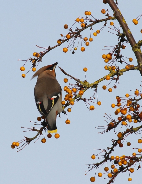 Pestvogel in Nijverdal