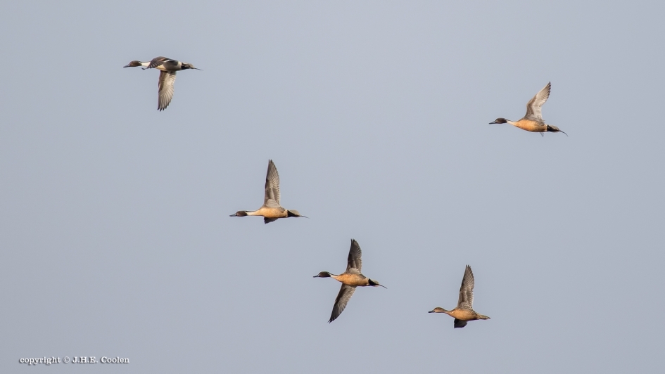 Pijlstaarten - Vogels - Pijlstaarten