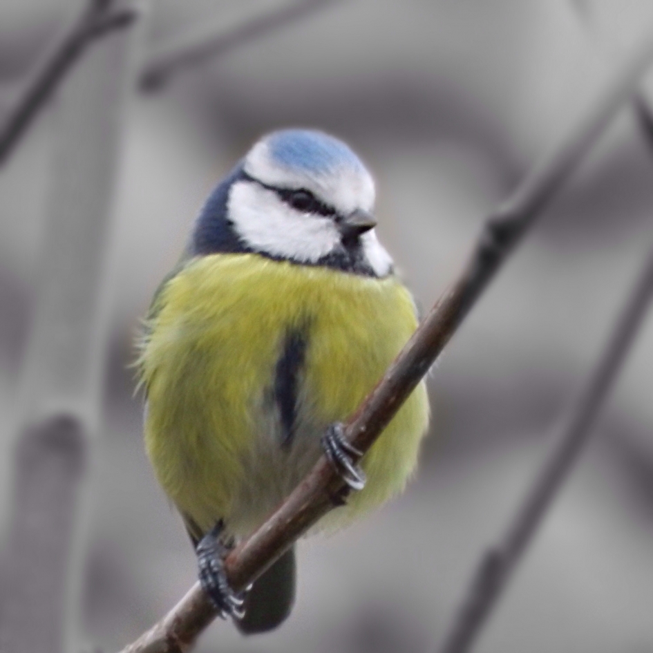 Pimpeltje - Vogels - pimpelmees