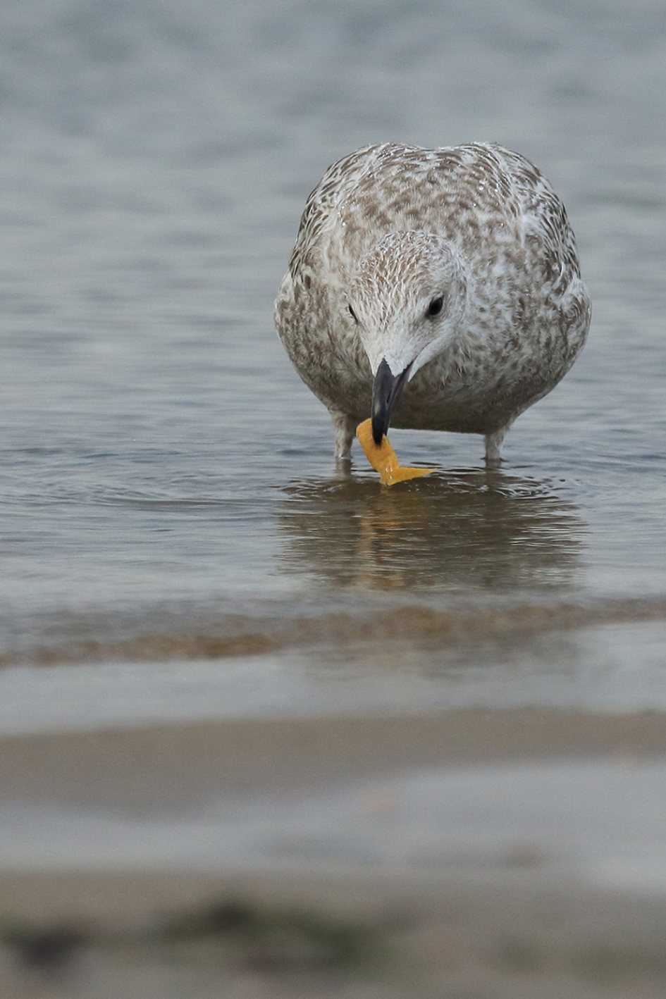 Plastic in het milieu! - Vogels - 