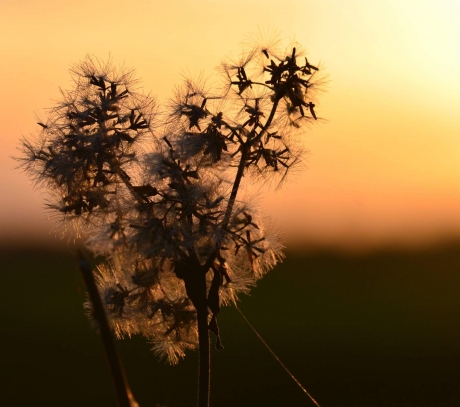 Pluisjes bij zonsondergang