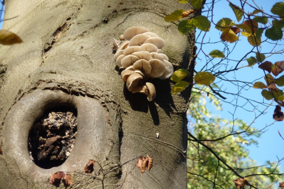 Porceleinzwam - Schimmels - 