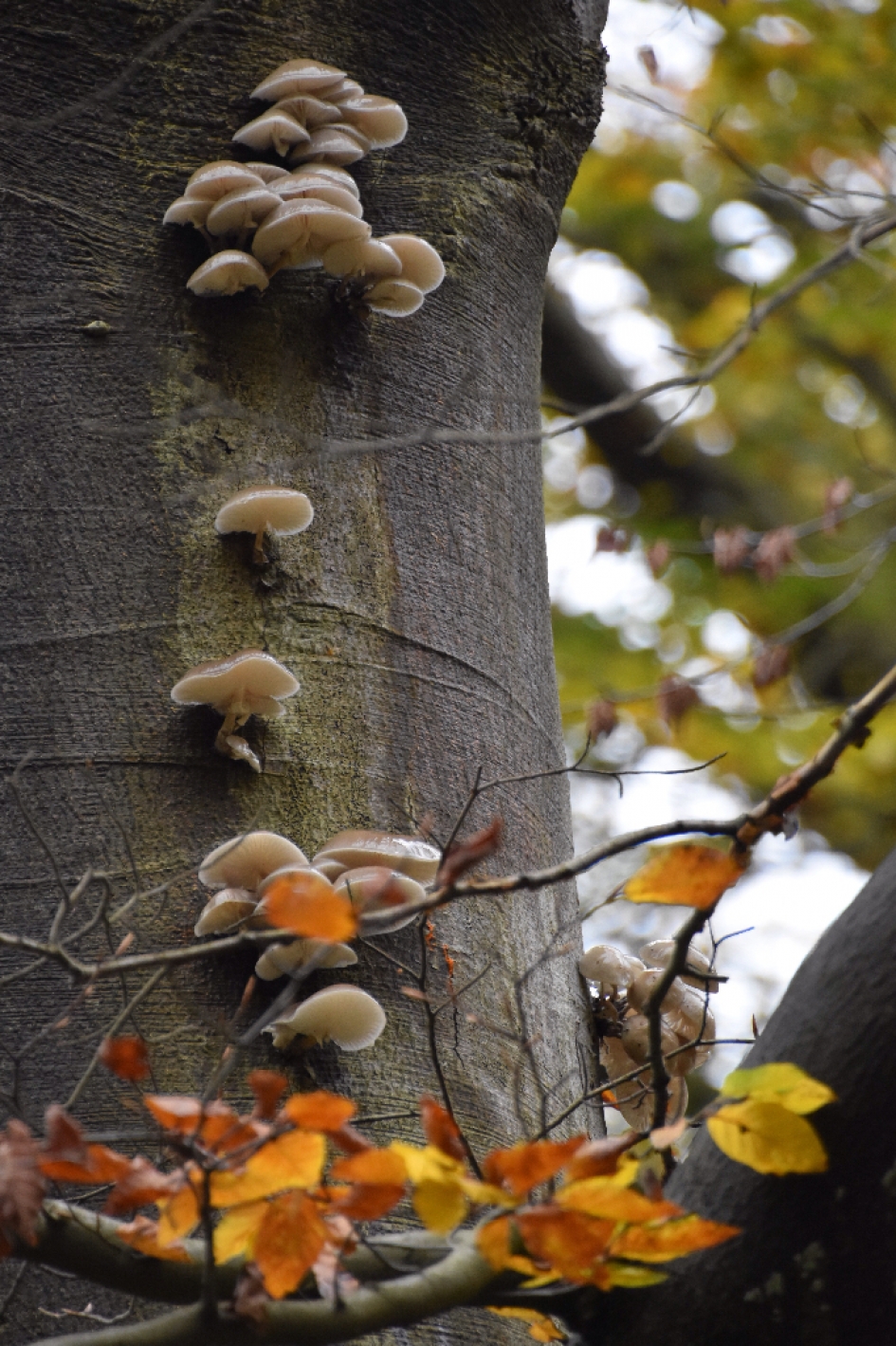 Porceleinzwammen - Schimmels - 