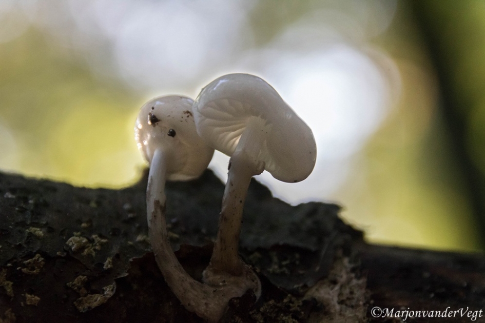 Porselein zwam - Schimmels - Porseleinzwam
