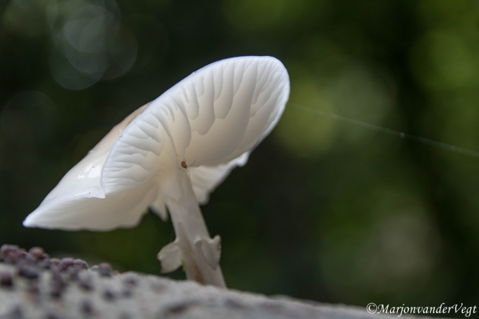Porselein zwam - Schimmels - Porseleinzwam