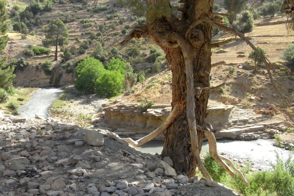 primende ogen in je rug - Overig - 