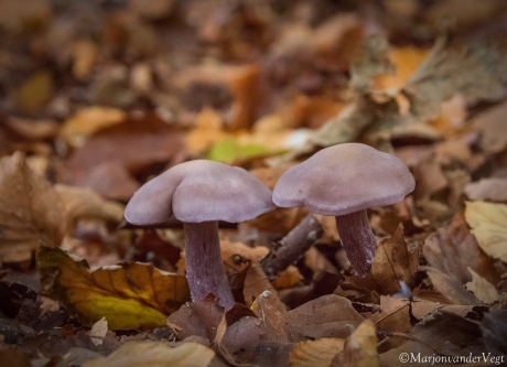 Paarse schijnridderzwammen