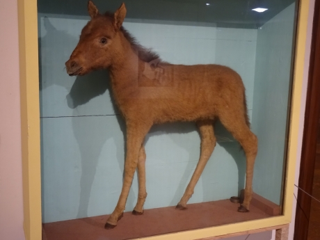 Quagga in Museum in Doncaster UK
