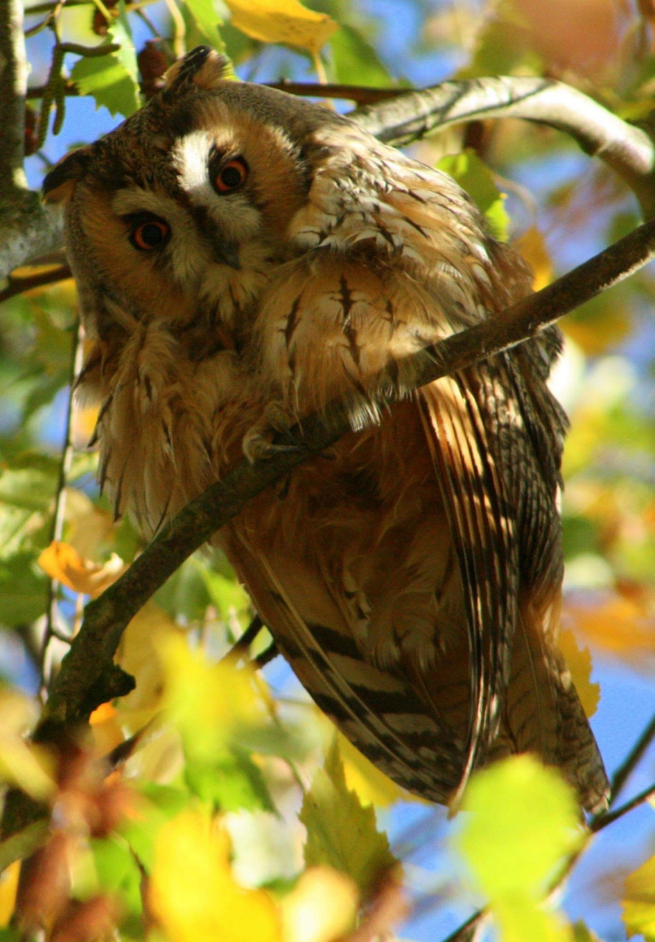 Ransuil - Vogels - Ransuil