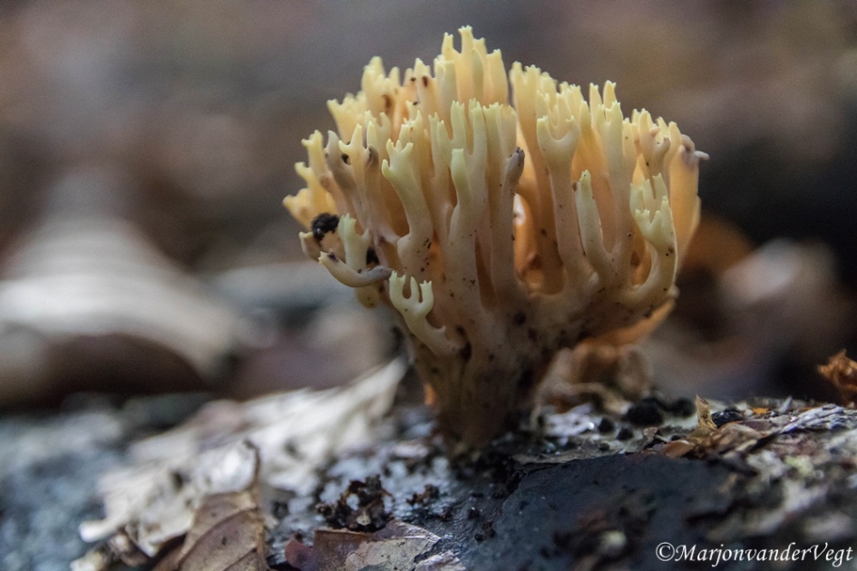 Rechte koraalzwam - Schimmels - Rechte koraalzwam