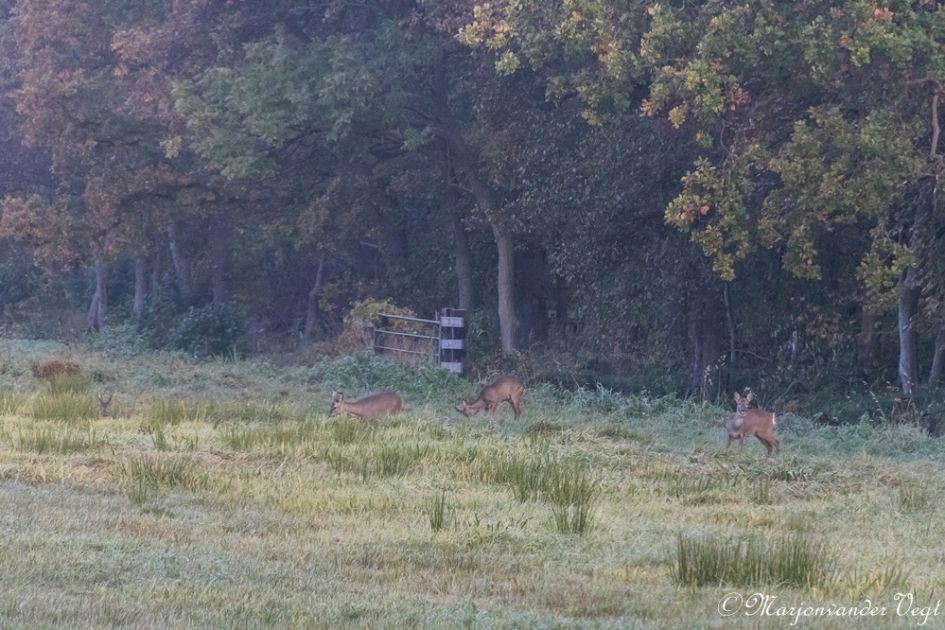Reegeit en Reebokken & Reekalf - Zoogdieren - Reeen