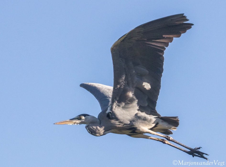 Reiger - Vogels - Reiger