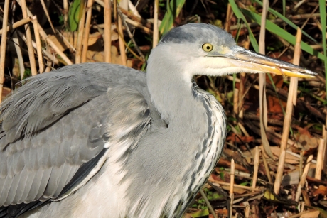 Reiger in de zon
