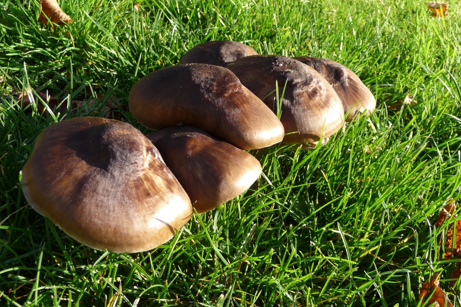 Ridderzwammen? - Schimmels - 