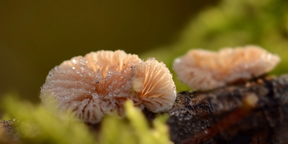 Rijp - Schimmels - Gewoon Oorzwammetjes