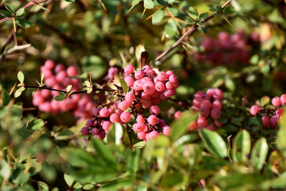 Rode besjes - Planten - 