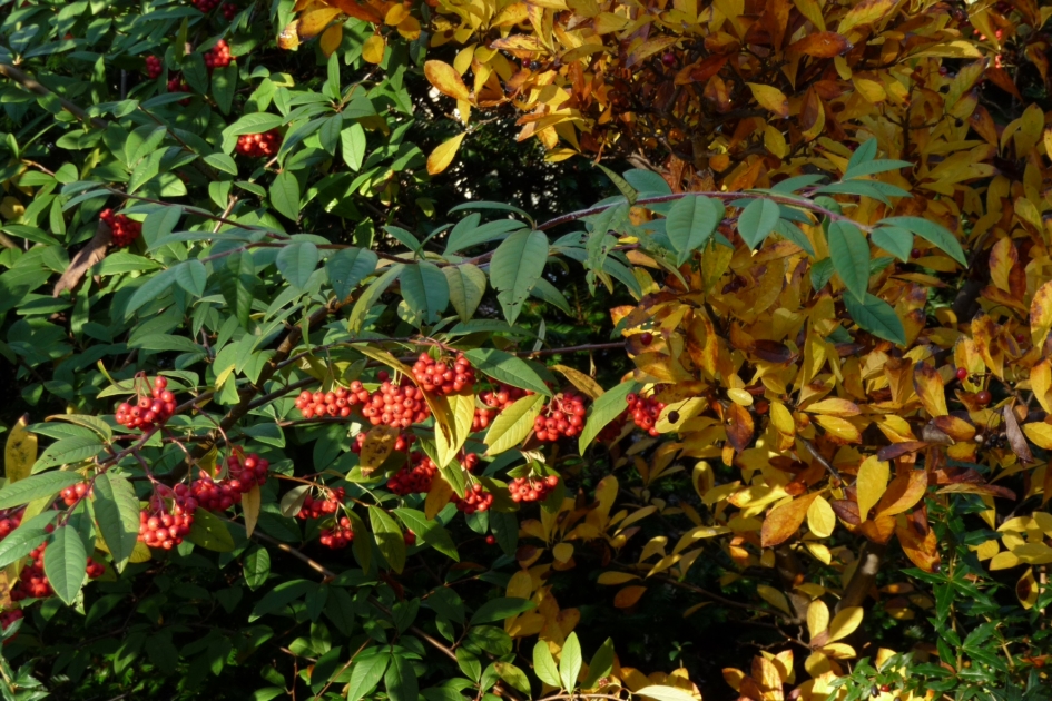 Rode bessen - Planten - 