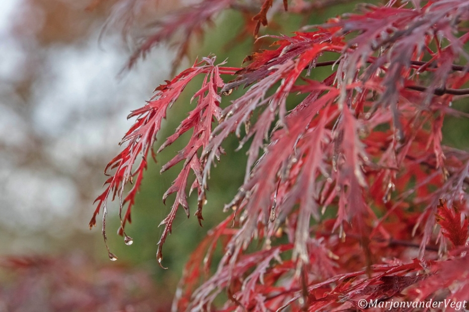 Rode tranen - Planten - onbekend