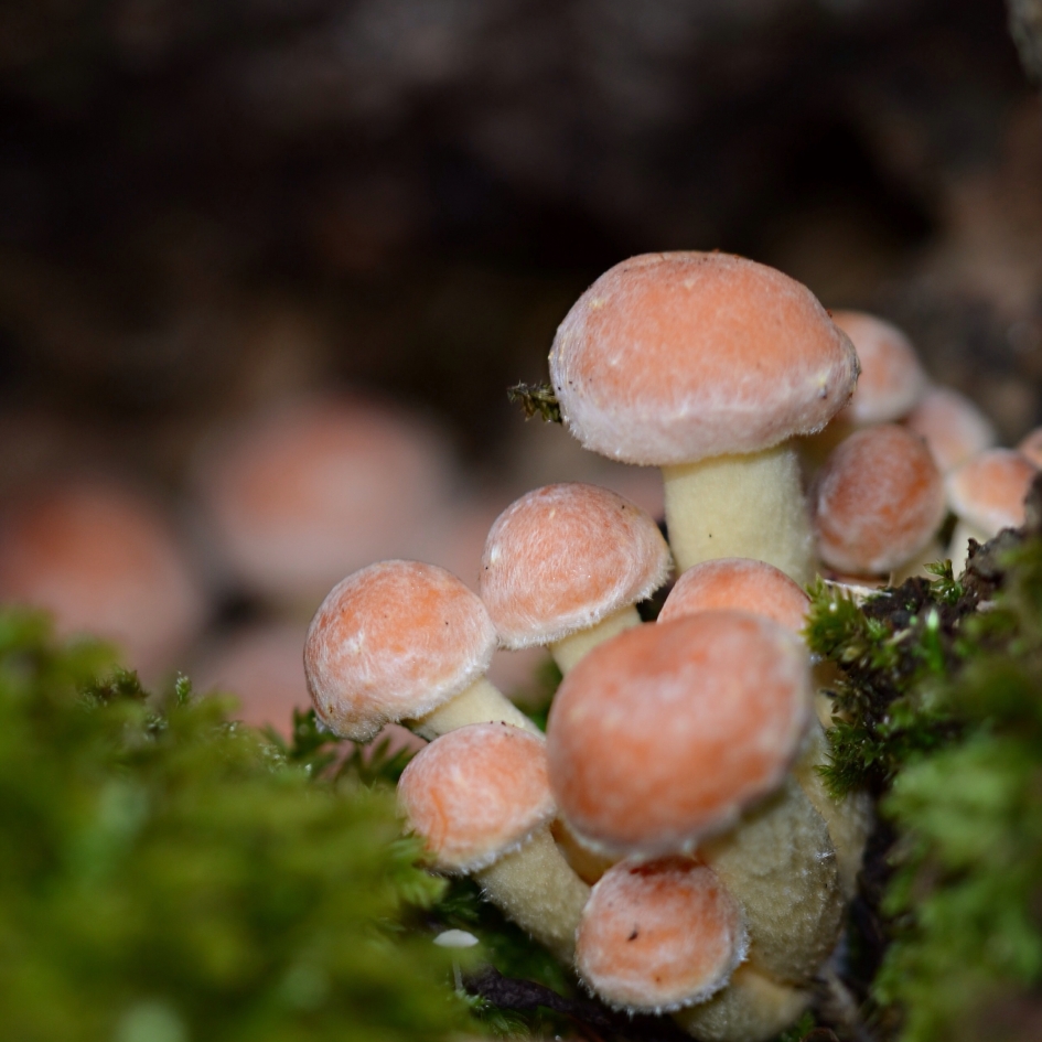 Rode Zwavelkop - Schimmels - Rode Zwavelkop