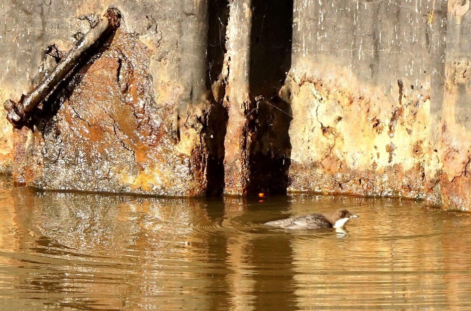 Roestbak - Vogels - Waterspreeuw