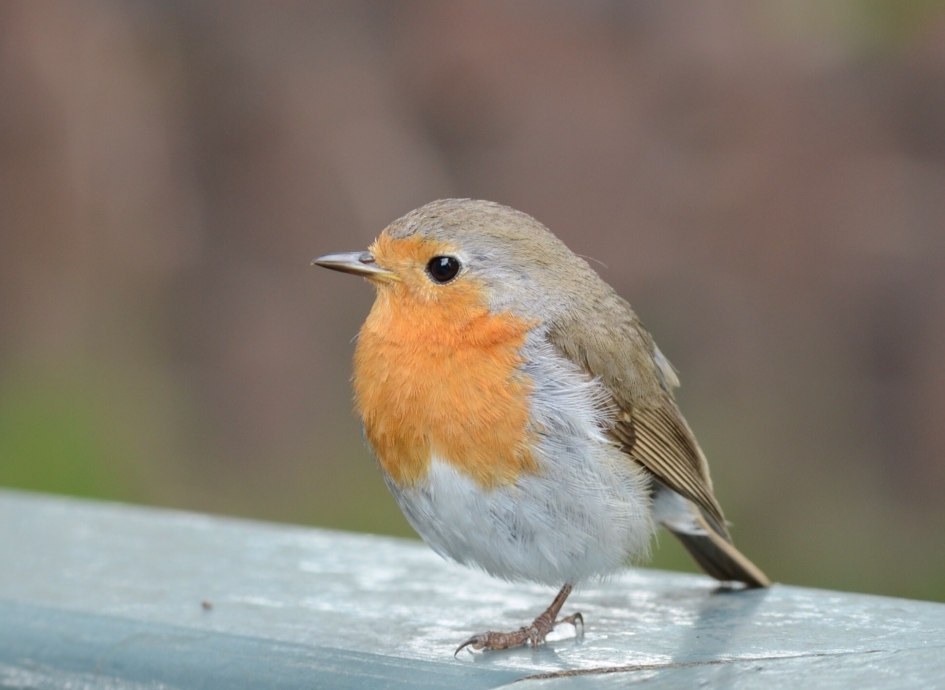 Roodborstje - Vogels - Roodborst
