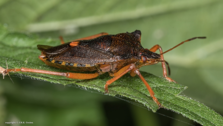 Roodpootschildwants - Geleedpotigen - Roodpootschildwants