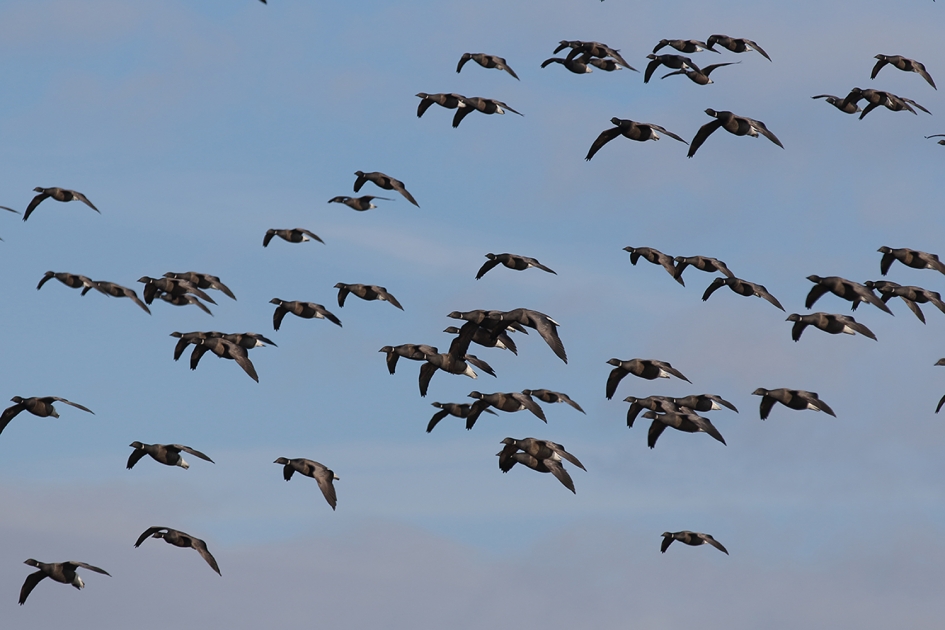 rotganzen - Vogels - 