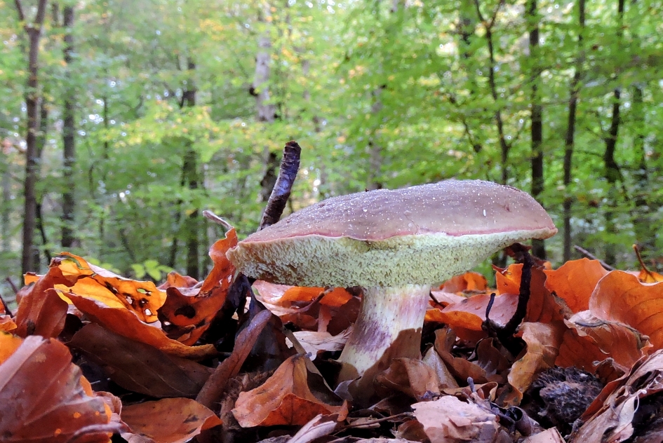 Roze herfstkleur - Schimmels - Boleet