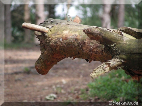 Runderkop uit het goede hout gesneden