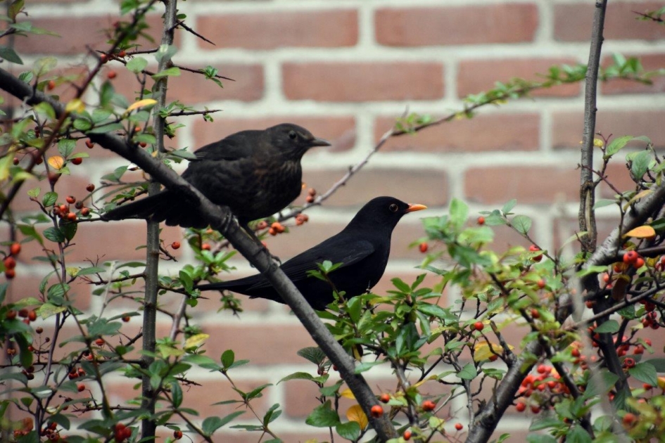 Samen - Vogels - 