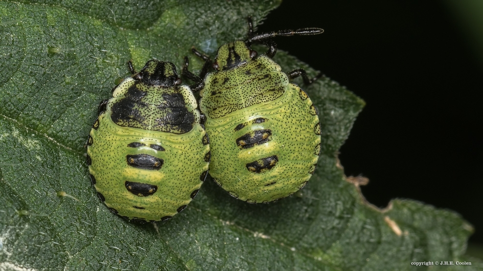 Samen... - Geleedpotigen - Groene stinkwants