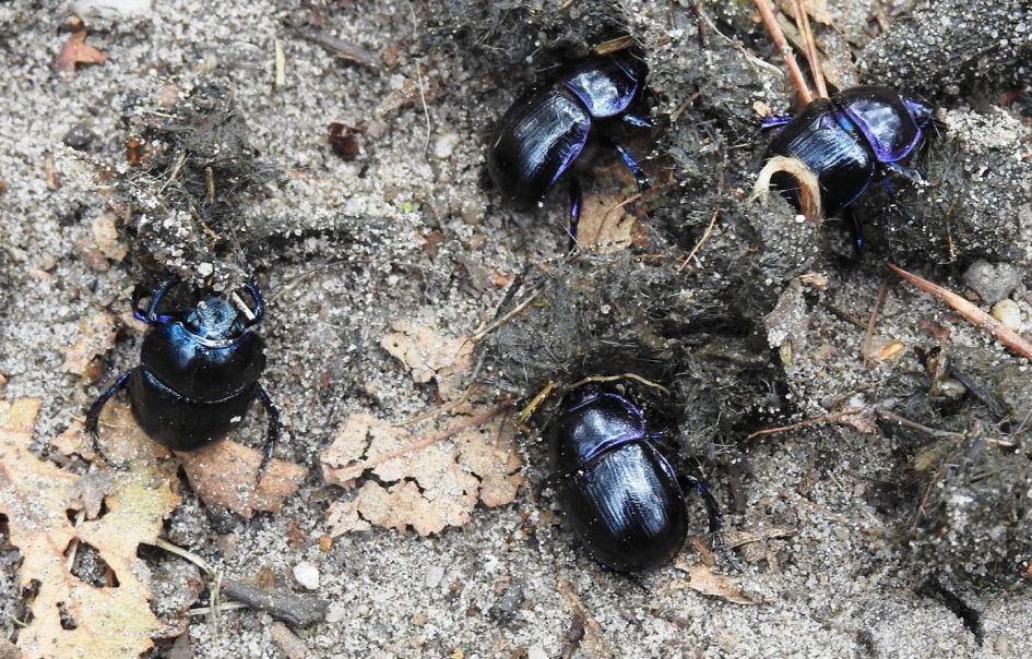 Samen lekker eten. - Geleedpotigen - Gewone mestkever