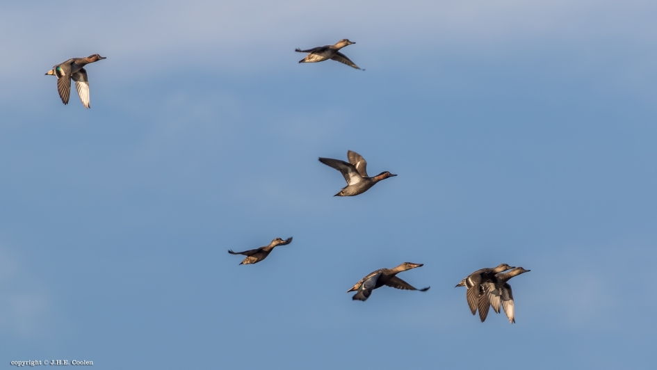 Samen weg - Vogels - 