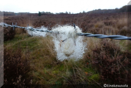 Schaap in prikkeldraad