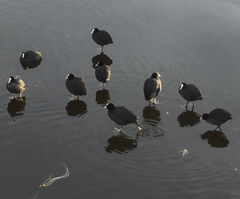 Schaatsende watervogel - Vogels - Meerkoet