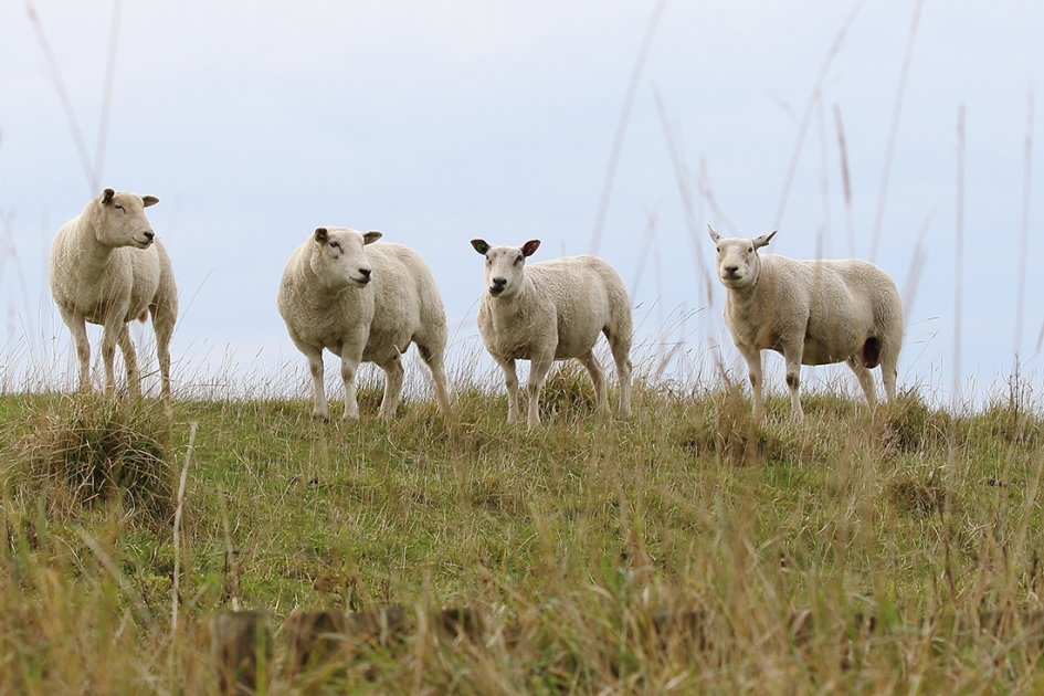 schapen - Zoogdieren - 