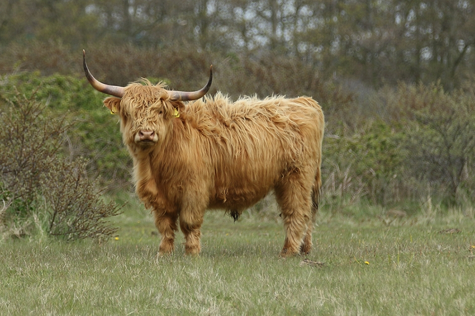 Schotse hooglander -m- - Zoogdieren - 