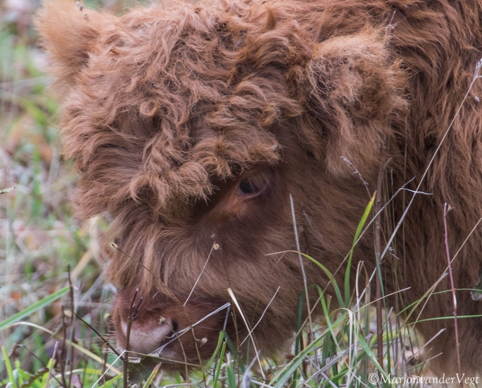 Schotse Hooglander - Zoogdieren - Schotse Hooglander