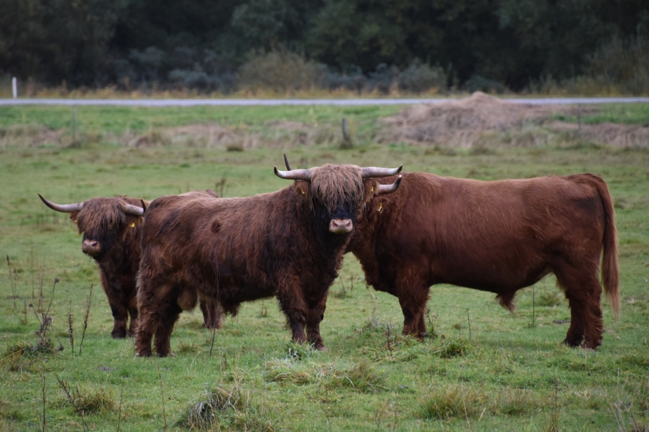 Schotse Hooglanders - Zoogdieren - 