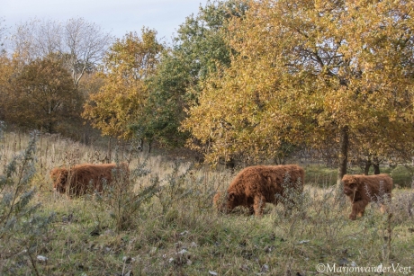 Schotse Hooglanders
