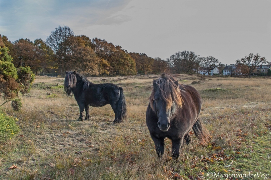 Shetlanders zijn er weer - Zoogdieren - Shetlandpony's