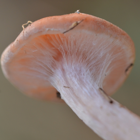 Sierlijke Velumdraden