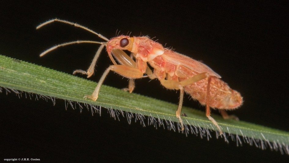 Sikkelwants - Geleedpotigen - Sikkelwants