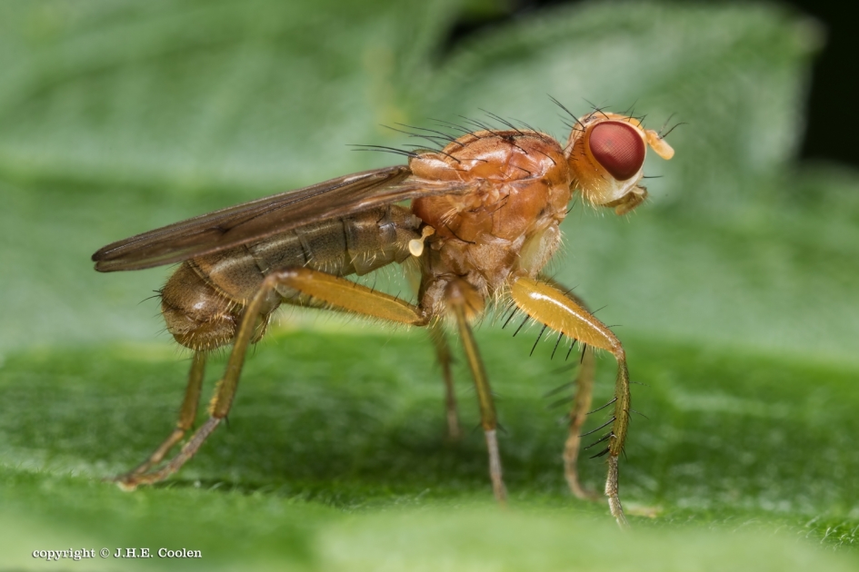 Slakkendoder - Geleedpotigen - Slakkendoder